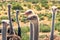 Ostriches Portrait Close Up in Natural Background