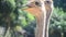 Ostriches relax in farm at outdoor in Kamphaeng Phet, Thailand