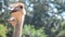 Ostriches relax in farm at outdoor in Kamphaeng Phet, Thailand