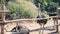 Ostriches relax in farm at outdoor in Kamphaeng Phet, Thailand