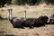 Ostriches resting