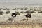 Ostriches running