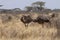 Ostriches on the savannah