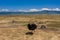 Ostriches In Serengeti National Park