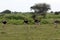 Ostriches on the Serengeti Plain