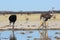 Ostriches and springbok at the waterhole