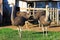 Ostriches stand on farm in front of building