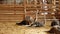 Ostriches standing in front of a building on an ostrich farm. Selective focus