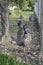 Ostriches (Struthio) behind the steel wire mesh fence. Commercial ostrich production. Poultry breeding