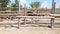 Ostriches walk behind a wooden fence of an ostrich farm in a Ukrainian village in early autumn.