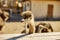 Ostriches walk in the paddock, Head and neck front portrait