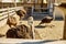 Ostriches walk in the paddock, Head and neck front portrait