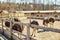 Ostriches walk in the paddock, Head and neck front portrait