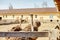 Ostriches walk in the paddock, Head and neck front portrait