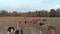 Ostriches walking on farm field in summer.