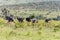 Ostriches walking on savanna in Africa. Safari