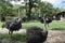 Ostriches walking at the zoo