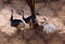 Ostriches walking in zoological park, India