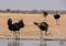 Ostriches At A Watering Hole