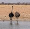 Ostriches At A Watering Hole