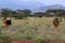 Ostrichs on savanna. Tsavo national park