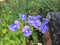 Otacanthus caeruleus or Amazon blue flower.