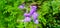 Otacanthus caeruleus Blue Hawaii, Brazillian Snapdragon, Amazon Blue ; A plentiful & brightly purple flowers, blooming on long