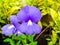 Otacanthus caeruleus the name of purple white flower ,Thailand c