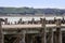 Otago shag colony on Sumpter Wharf in Oamaru