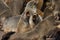 OTARIE A FOURRURE D`AFRIQUE DU SUD arctocephalus pusillus