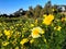 Otay valley regional park