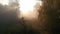 Other planet. fabulous sunrise. rays of the sun through branches and fog.