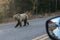 An other road user nice meeting with a bear - - Grizzlybaer on  the road