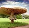 Otherworldly Desert Mushrooms: The Mysteries Below