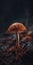 Otherworldly Vibes of Beautifully Lit Minimalistic Macro Funghi Photography. Perfect for Wallpapers and Posters.