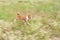 Otion picture of basenji dog galloping