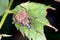 Otiorhynchus sometimes Otiorrhynchus on a damaged rose leaf Curculionidae. Many of them e.i. are important pests.