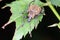 Otiorhynchus sometimes Otiorrhynchus on a damaged rose leaf Curculionidae. Many of them e.i. are important pests.