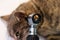 Otoscopic examination of the cat ear with otitis