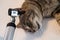 Otoscopic examination of the cat ear with otitis