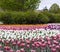 Ottawa Tulip Festival