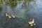 Ottelia acuminata Wetland with swimming ducks in Baishou Town, Yongfu County, Guilin