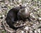 Otter Animal Photo. Picture. Image. Portrait. Close-up profile view.  Resting on brown leaves