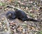 Otter animal stock photo.  Otter animal close-up profile view resting in a bed of foliage