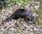 Otter animal Stock Photos.  Otter animal close-up profile view background of brown leaves and foliage. Image. Portrait. Picture.