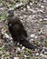 Otter animal Stock Photos.  Otter animal close-up profile view resting on its back. Image. Portrait. Picture. Photo