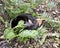 Otter animal Stock Photos.  Otter animal close-up profile view sleeping in foliage. Picture. Image. Portrait. Photo