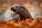 Otter, autumn orange wildlife. Eurasian otter, Lutra lutra, detail portrait of water animal in the nature habitat, Germany, water