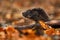 Otter, autumn orange wildlife. Eurasian otter, Lutra lutra, detail portrait of water animal in the nature habitat, Germany, water