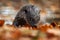 Otter, autumn orange wildlife. Eurasian otter, Lutra lutra, detail portrait of water animal in the nature habitat, Germany, water